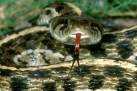 Checkered Garter Snake