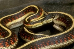 Common Garter Snake