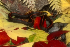 Northwestern Garter Snake