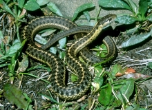 Western Terrestial Garter Snake