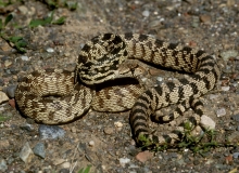 Great Basin Gopher Snake