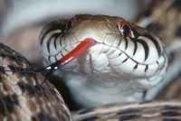 Checkered Garter Snake.jpg
