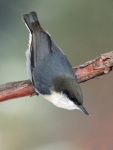 Pygmy Nuthatch -1