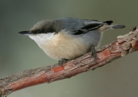Pygmy Nuthatch - 2