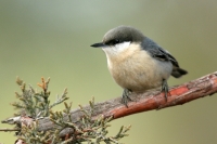 Pygmy Nuthatch - 3