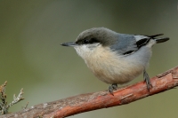 Pygmy Nuthatch - 4