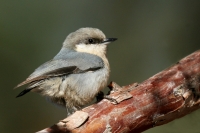 Pygmy Nuthatch - 5 - IMG_81016-24x16.jpg