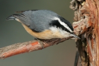 Red-breasted Nuthatch - 2