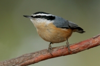 Red-breasted Nuthatch - 1