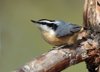 Red-breasted Nuthatch - 4