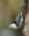 White-breasted Nuthatch - 1