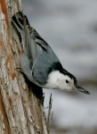 White-breasted Nuthatch - 2