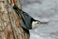 White-breasted Nuthatch - 3