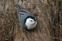 White-breasted Nuthatch - 4