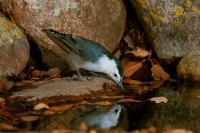 White-breasted Nuthatch - 618x12-2.jpg