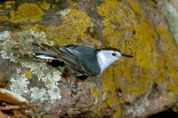 White-breasted Nuthatch - 5