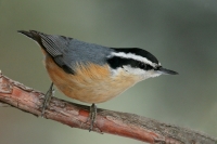 Red-breasted Nuthatch - 3