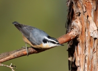 Red-breasted Nuthatch - 5