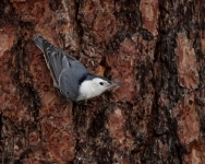 White-breasted Nuthatch - 7-IMG_2154-20x16.jpg