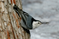 White-breasted Nuthatch - 3