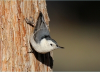 White-breasted Nuthatch - 8