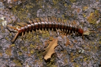 Centipede