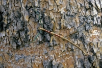 Walking Stick