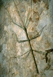 Walking Stick-2