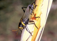 Western Horse Lubber Grasshopper