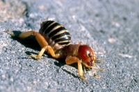 Jerusalem Cricket