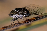 Cicada