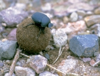 Dung Beetle