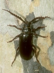 Prionus Beetle