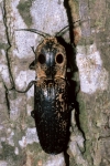 Big-eyed Click Beetle