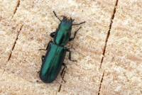 Long-horned Sawyer Beetle