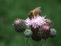 Honey Bee on thistle