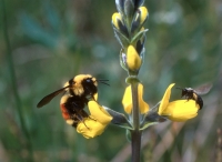 Wild Bees