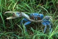 Blue Crab