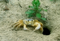 Fiddler Crab