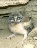 Burrowing Owlet - 2