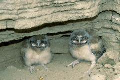 Burrowing Owlets - 3