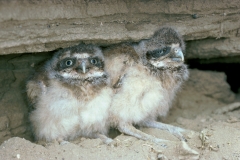 Burrowing Owlets - 4