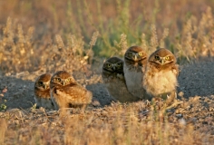 Burrowing Owls - 1