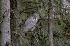 Great Gray Owl - 3