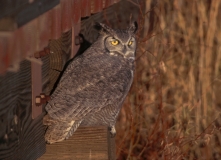 Great Horned Owl - 3