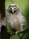 Long-eared Owlet - 1