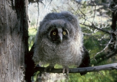 Long-eared Owlet - 2