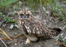 Short-eared Owl - 4