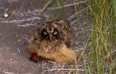 Short-eared Owl - 5