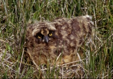 Short-eared Owl - 6